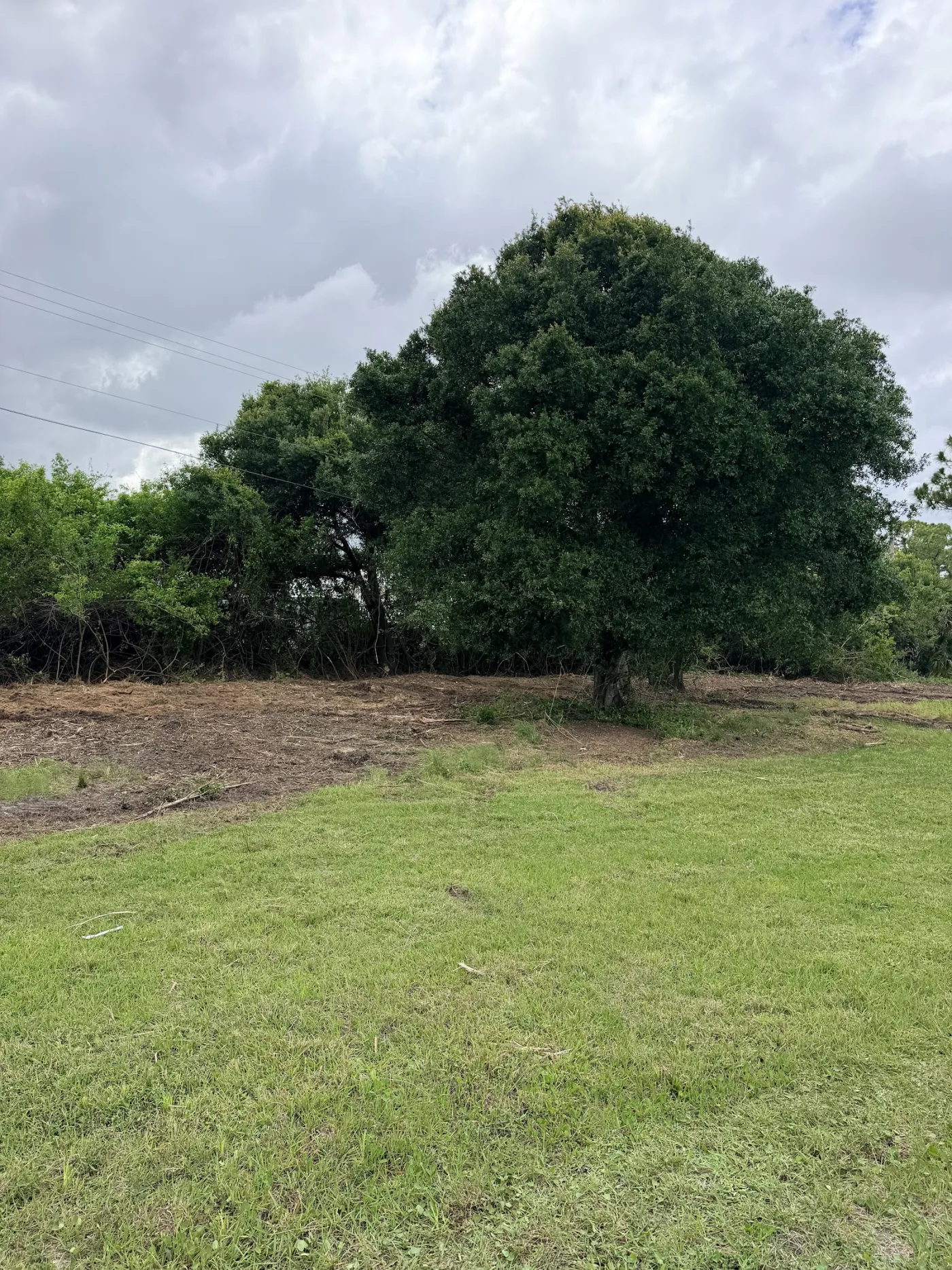 Open green field after clearing, big shade tree kept