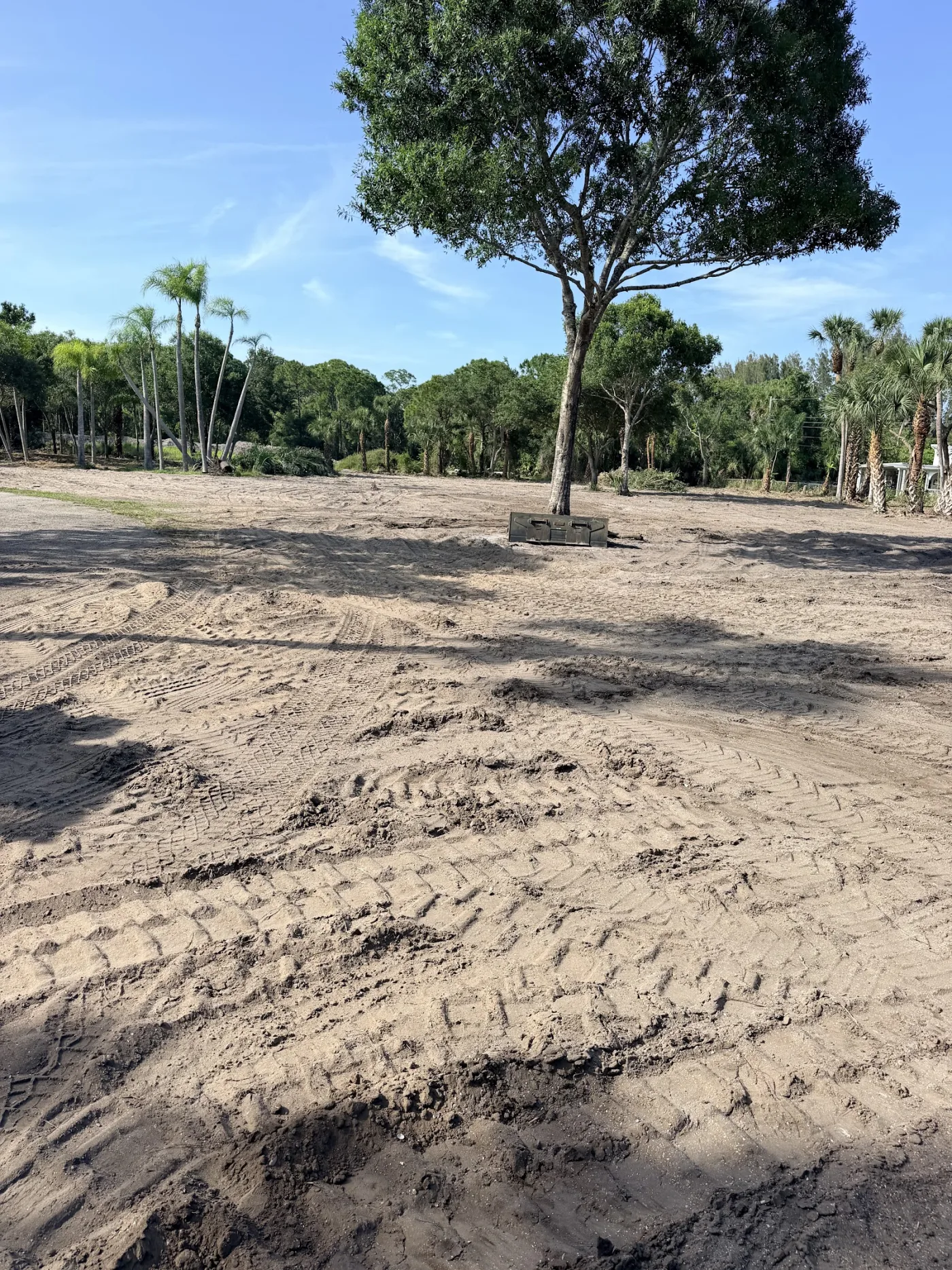 Graded sandy lot leveled around a mature keeper tree