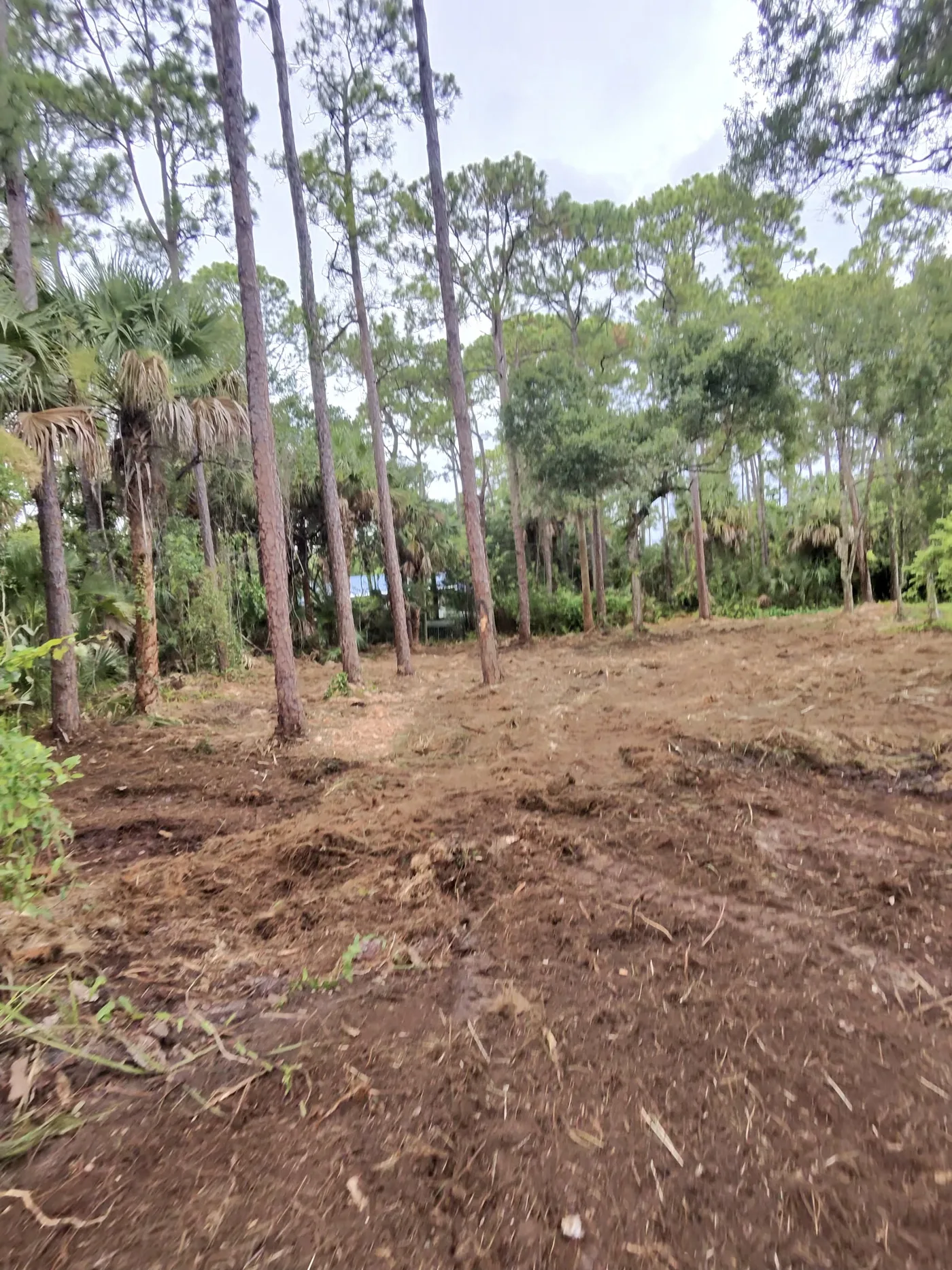 Pine woodland floor freshly mulched into a clean chip layer